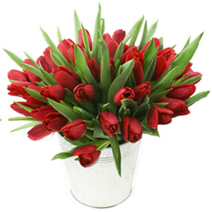 Tulip Hand tied